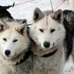 Natalia Kollegova Dog 2600327 1920 Natalia Kollegova Dog 2600327 1920